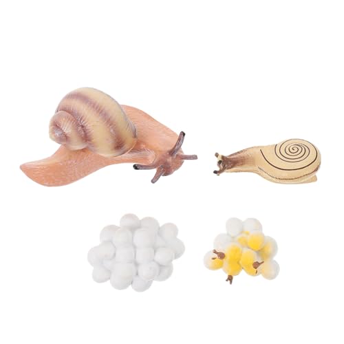 Supvox Pädagogisches Schneckenmodell Lebenszyklus Simulation Lernspielzeug für Naturerfahrung Kreative Realistische Schneckenornamente zur Kindlichen Neugierförderung von Supvox