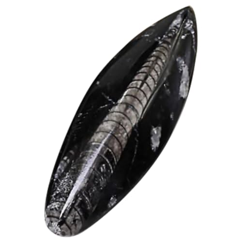 Supvox Paläontologische Fossile Exemplare Probe Ausbildung Sammlung Lehre Modell Dekoration Bildungsspielzeug Simulationsmodell Paläontologie Erz Supvox Paläontologische Fossile Exemplare Probe Ausbildung Sammlung Lehre Modell Dekoration Bildungsspielzeug Simulationsmodell Paläontologie Erz von Supvox