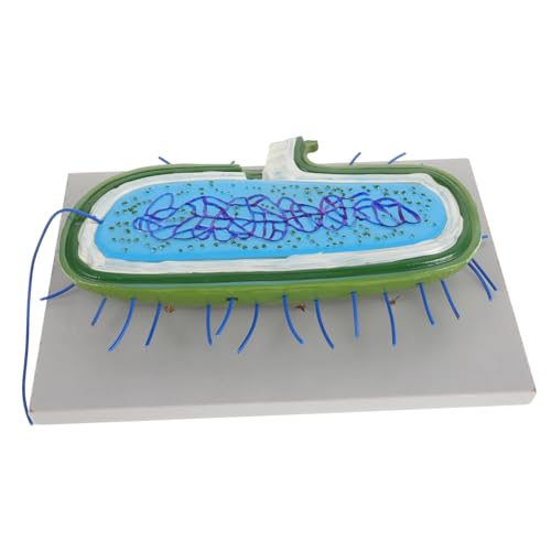 Supvox Realistisches Bakterienmodell Anatomisches Zellmodell für Biologieunterricht Vielseitig Einsetzbar für Inspiriert Wissenschaftliches Interesse und Bildung Supvox Realistisches Bakterienmodell Anatomisches Zellmodell für Biologieunterricht Vielseitig Einsetzbar für Inspiriert Wissenschaftliches Interesse und Bildung von Supvox