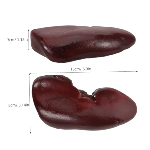 Supvox Realistisches Halloween Fake Niere Detailgetreues Schweinenierenmodell für Kostüme Partydekorationen Halloween Streiche Puppenhaus Zubehör und Themenrestaurants Supvox Realistisches Halloween Fake Niere Detailgetreues Schweinenierenmodell für Kostüme Partydekorationen Halloween Streiche Puppenhaus Zubehör und Themenrestaurants von Supvox