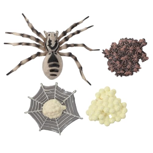 Supvox Realistisches Tarantula Wachstumszyklus Modell Miniatur Display Figur Lernspielzeug Lebenszyklus Deko Wissenschaftsspielzeug Supvox Realistisches Tarantula Wachstumszyklus Modell Miniatur Display Figur Lernspielzeug Lebenszyklus Deko Wissenschaftsspielzeug von Supvox