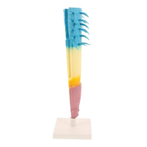 Supvox Root Profile Model Maiswurzel Schnitt Biologisches Lehrmodell Präzise Pflanzenanatomie für Schüler Lehrer Hochwertiges anatomisches Unterrichtsmaterial von Supvox
