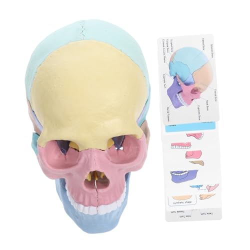 Supvox Schädelmodell Klein Für Menschlich Skelette Groß Realistisch Abnehmbar Anatomisch Erwachsene Modell Der Vorbaumontage Montageschädel Schädelstudienmodell Plastik von Supvox