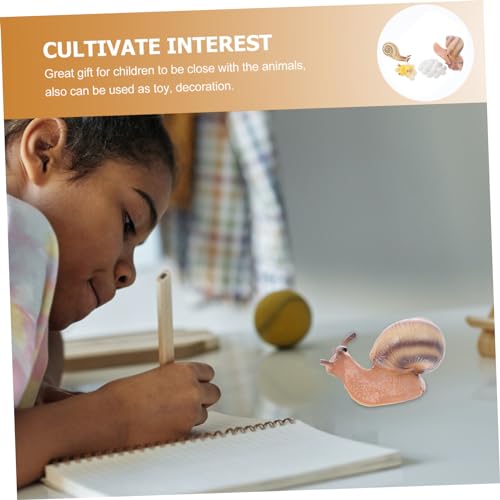 Supvox Simulation Schnecken Lebenszyklus Modell Plastische Schnecken Figuren Pädagogisches Lernspielzeug für Naturgetreues Wachstumszyklus Modell Geeignet als Terrarium Dekoration und von Supvox