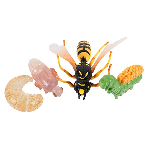 Supvox Teiliges Wespengroßes Wachstumszyklus Modell Realistische Tierfigur Lernspielzeug für Pädagogisches Insekten Entwicklungsmodell Sicheres Material Dekoratives Kinderspielzeug von Supvox
