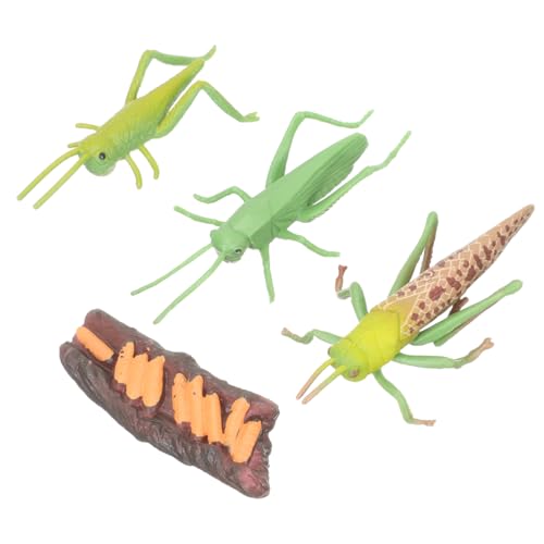 Supvox Tierlebenszyklus Modell Teilig Realistische Insektenfiguren für Montessori Lernspielzeug Frühpädagogik Unterricht für Naturentdecker von Supvox