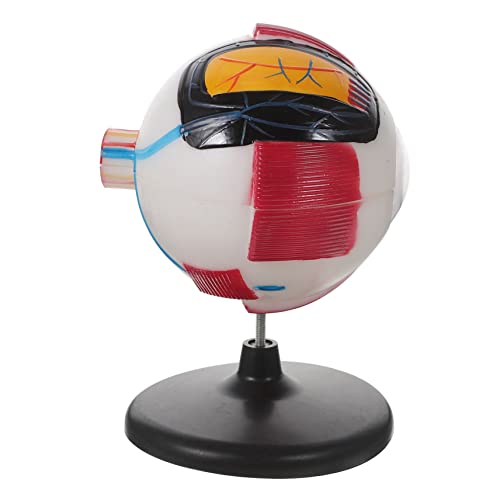 Supvox anatomisches Modell Augenstrukturmodell Augapfel-Anzeige menschliches Auge Modell vergrößertes Augapfelmodell Anatomie -Modelle Augapfel-Anatomie-Modell Augapfel-Modelle Plastik Supvox anatomisches Modell Augenstrukturmodell Augapfel-Anzeige menschliches Auge Modell vergrößertes Augapfelmodell Anatomie -Modelle Augapfel-Anatomie-Modell Augapfel-Modelle Plastik von Supvox