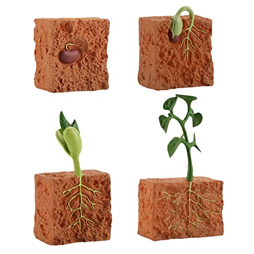 Lebenszyklus eines Pflanzen,Pflanzen Wachstumszyklus-Modell,Life Cycle of a Pflanze Figuren 4 Stufen, Pflanzenwachstum Frühes Biologie Pädagogisches Lernspielzeug Kinder Spielzeug von Surakey