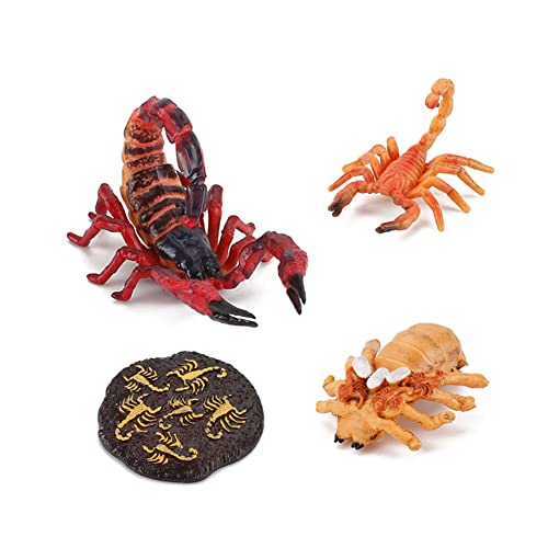 Lebenszyklus eines Skorpion,Lebenszyklusphasen Simulation Tiermodell,Life Cycle of a Skorpion Figuren 4 Stufen, Insekt Tiere Frühes Biologie Pädagogisches Lernspielzeug Kinder Spielzeug von Surakey