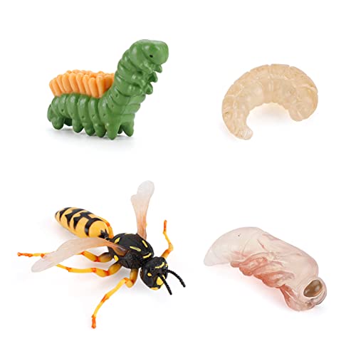 Lebenszyklus eines Wespe,Lebenszyklusphasen Simulation Tiermodell,Life Cycle of a Wespe Figuren 4 Stufen, Insekt Tiere Frühes Lernspielzeug,Biologie Pädagogisches Lernspielzeug Kinder Spielzeug von Surakey