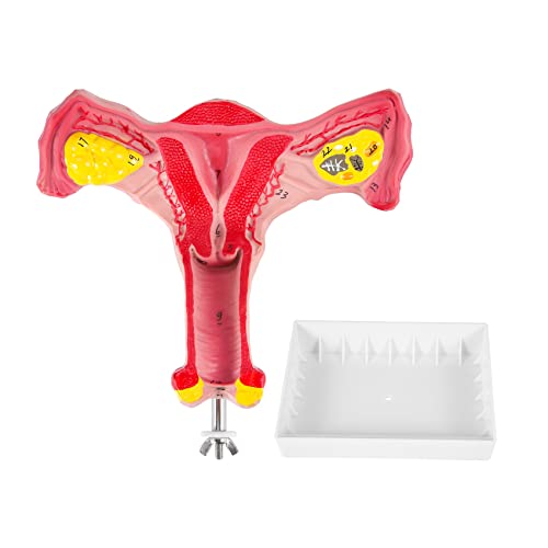 Swiixxer 1: 1 Menschliche Weibliche GebäRmutter Eierstock Eileiter Modell Anatomisches Menschliches Anatomiemodell Lehrmittel von Swiixxer