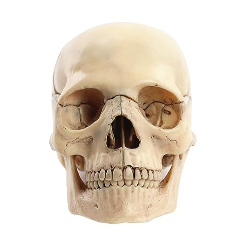 Swiixxer Medical-Skull Menschliches Körpermodell Bildungsschädelmodell 1:2 für Schüler, Lehre, Studium, Zusammenbau, Modell, Langlebig, Primärfarbe von Swiixxer