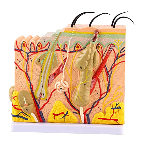 Syrisora 50 x dreidimensionales Vergrößerungsmodell für menschliche Haut, Anatomie, Biologie, Lehrhilfe, Laborbedarf von Syrisora