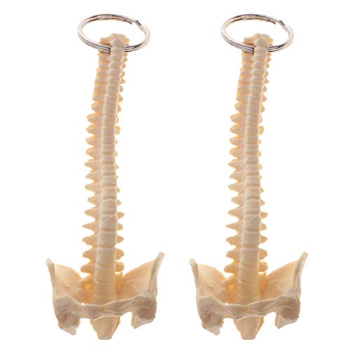 T TOOYFUL 2 STÜCKE Mini Menschliche Wirbelsäule Skeleton Modell Schlüsselanhänger Schule Lernwerkzeuge Schlüsselbund T TOOYFUL 2 STÜCKE Mini Menschliche Wirbelsäule Skeleton Modell Schlüsselanhänger Schule Lernwerkzeuge Schlüsselbund von T TOOYFUL