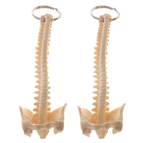 T TOOYFUL 2 STÜCKE Mini Menschliche Wirbelsäule Skeleton Modell Schlüsselanhänger Schule Lernwerkzeuge Schlüsselbund von T TOOYFUL