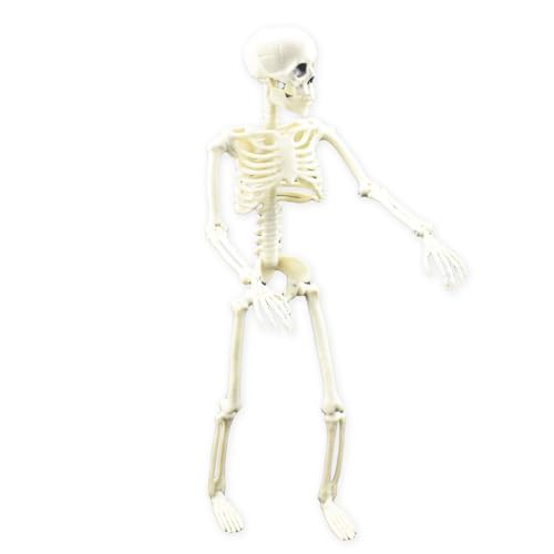 TADAYIM Skelettfigur | Menschliches Ganzkörper-Modellskelett mit beweglichen Gelenken - Skelett Figur für Halloween Requisiten Gruselige Party Deko TADAYIM Skelettfigur | Menschliches Ganzkörper-Modellskelett mit beweglichen Gelenken - Skelett Figur für Halloween Requisiten Gruselige Party Deko von TADAYIM