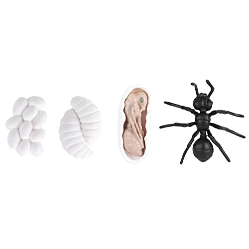 TARSHYRY Ameisenwachstumszyklus, Lebenszyklus -Figurine Tierwachstumszyklus Biologischer Modell Lebenszyklus Modell Wachstum Modell Spielzeug Bildungslebenszyklus (M4183 (50,5 g)) von TARSHYRY