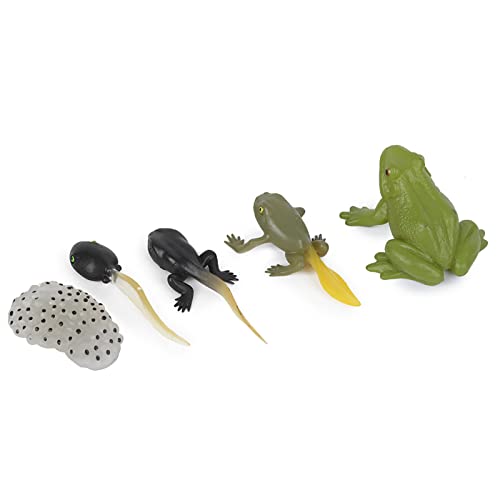 TARSHYRY Ranidae Wachstumszyklus Modell Miniatursimulation Tierausbildung Spielzeugstatue TARSHYRY Ranidae Wachstumszyklus Modell Miniatursimulation Tierausbildung Spielzeugstatue von TARSHYRY