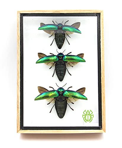TAXIBUGS 3 Stück Authentic Jewel Beetles (Sternocera Aeguisignata) Open Wings Montiert Insekten Tiere Taxidermie in einem eleganten 3D Holzrahmen/Objektrahmen handgefertigt von TAXIBUGS