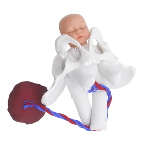 TEMPNAP 1 Satz Anatomischem Beckenmodell für Geburtsprozess Simulation Realistische Darstellung Lehrmittel für Hebammen Schwangere zur Geburtsvorbereitung Fetus Nabelschnur Plazenta TEMPNAP 1 Satz Anatomischem Beckenmodell für Geburtsprozess Simulation Realistische Darstellung Lehrmittel für Hebammen Schwangere zur Geburtsvorbereitung Fetus Nabelschnur Plazenta von TEMPNAP