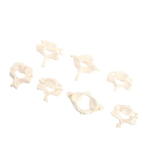 TEMPNAP 1 Satz Cervical Spine Modell aus Anatomisches Wirbelsäulenmodell für Medizinische Studierende und Lehrzwecke Tragbar Leicht Patientenaufklärung TEMPNAP 1 Satz Cervical Spine Modell aus Anatomisches Wirbelsäulenmodell für Medizinische Studierende und Lehrzwecke Tragbar Leicht Patientenaufklärung von TEMPNAP
