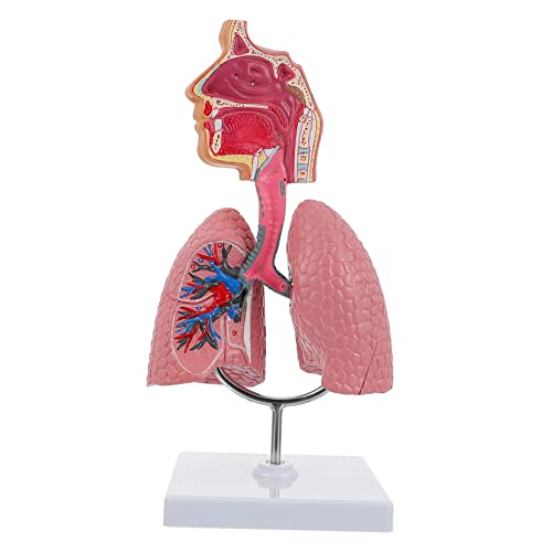 TEMPNAP 1 Stück Anatomisches Lungenmodell für Medizinische Ausbildung Atemsystem Modell zur Demonstration Menschlichen Lunge für Schule und Labor TEMPNAP 1 Stück Anatomisches Lungenmodell für Medizinische Ausbildung Atemsystem Modell zur Demonstration Menschlichen Lunge für Schule und Labor von TEMPNAP