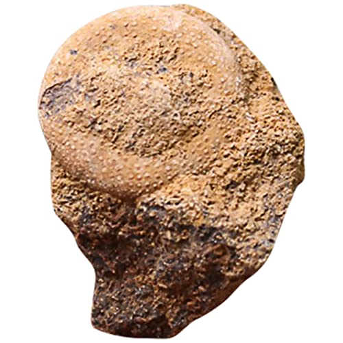 TEMPNAP 1 Stück Fossilien Exemplar Seeigel Paläontologie Dekoration für Unterricht für Lernspielzeug und Wissenschaftliche Ornamente Sicher für Dekoration TEMPNAP 1 Stück Fossilien Exemplar Seeigel Paläontologie Dekoration für Unterricht für Lernspielzeug und Wissenschaftliche Ornamente Sicher für Dekoration von TEMPNAP