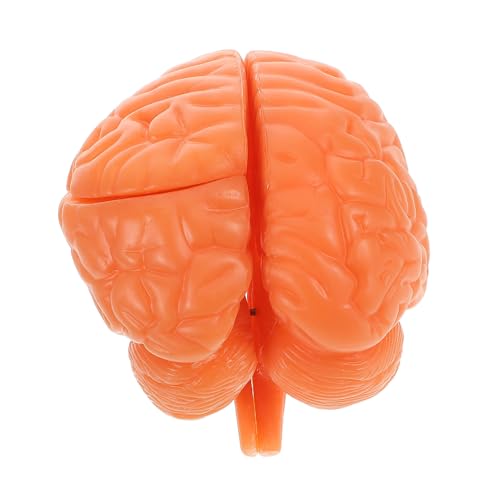 TEMPNAP Detailliertes Anatomisches Gehirnmodell für Lernen und Lehre Psychologie und mit Abnehmbaren für Medizinstudien TEMPNAP Detailliertes Anatomisches Gehirnmodell für Lernen und Lehre Psychologie und mit Abnehmbaren für Medizinstudien von TEMPNAP