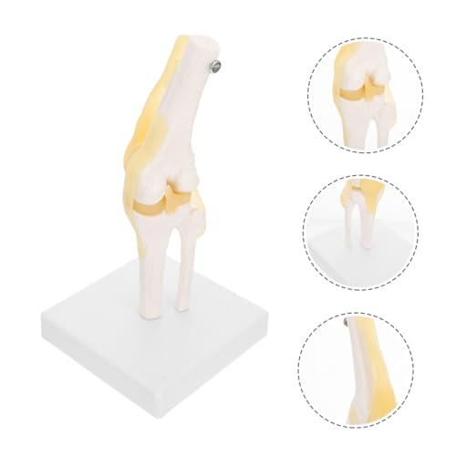 TEMPNAP Maßstab Flexibles Medizinisches Modell PVC Mit Bändern Menschliches Skelett Für Anatomieunterricht Und Demonstration von TEMPNAP