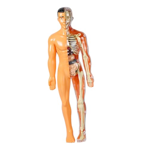 TEMPNAP Menschliches Organmodell Spielzeugmodelle Anatomie Puzzle Puzzle Des Menschlichen Körpers Wissenschaftsbausatz Für Den Menschlichen Körper Anatomie Für Körpermodell Des TEMPNAP Menschliches Organmodell Spielzeugmodelle Anatomie Puzzle Puzzle Des Menschlichen Körpers Wissenschaftsbausatz Für Den Menschlichen Körper Anatomie Für Körpermodell Des von TEMPNAP