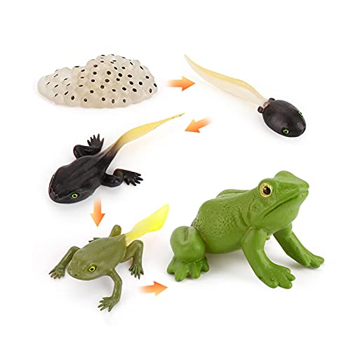 Tier-Lebenszyklus-Spielzeug-Set, Frosch Lebenszyklus-Set, Waldtierfiguren, Lernwerkzeug, Figuren, Spielzeug-Set für Kindergarten, frühkindliche Bildung, Größe: Frosch von TGUS