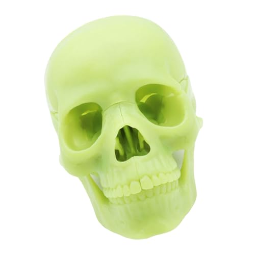 THINCAN Babyschädel Anatomiemodell Für Medizinstudenten Und Fachkräfte Schädel Anatomisches Modell Für Die Medizinische Lehre THINCAN Babyschädel Anatomiemodell Für Medizinstudenten Und Fachkräfte Schädel Anatomisches Modell Für Die Medizinische Lehre von THINCAN