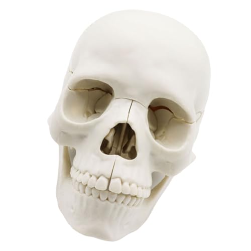 THINCAN Babyschädel Anatomiemodell Für Medizinstudenten Und Fachkräfte Schädel Anatomisches Modell Für Die Medizinische Lehre THINCAN Babyschädel Anatomiemodell Für Medizinstudenten Und Fachkräfte Schädel Anatomisches Modell Für Die Medizinische Lehre von THINCAN