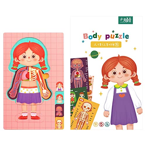 THINCAN Menschliches Körper Orgel Bone Puzzle Spielzeug Kinder Lernen Lernhilfen Wissenschaft Menschlicher Torso Bildungsspielzeug Kinder Unterricht Requisiten THINCAN Menschliches Körper Orgel Bone Puzzle Spielzeug Kinder Lernen Lernhilfen Wissenschaft Menschlicher Torso Bildungsspielzeug Kinder Unterricht Requisiten von THINCAN