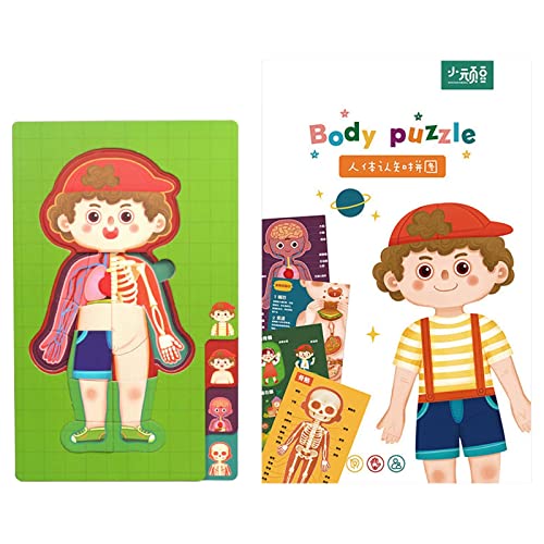 THINCAN Menschliches Körper Orgel Bone Puzzle Spielzeug Kinder Lernen Lernhilfen Wissenschaft Menschlicher Torso Bildungsspielzeug Kinder Unterricht Requisiten THINCAN Menschliches Körper Orgel Bone Puzzle Spielzeug Kinder Lernen Lernhilfen Wissenschaft Menschlicher Torso Bildungsspielzeug Kinder Unterricht Requisiten von THINCAN