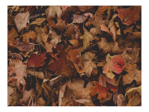 1000 Teile Erwachsenenpuzzle ab 14 Jahren-Ahorn,Blätter,Herbst,Trocken 70x50cm von THISIT