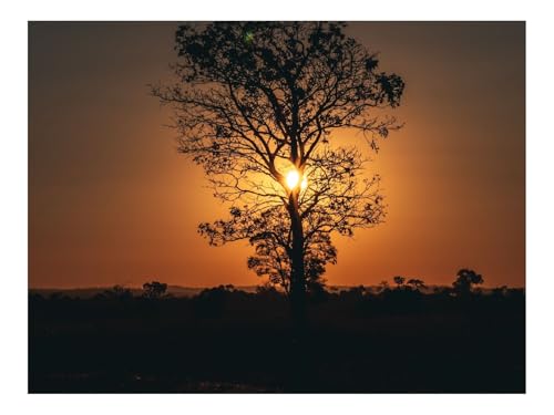 1000 Teile Erwachsenenpuzzle ab 14 Jahren-Baum,Sonne,Sonnenuntergang,Dämmerung,Dunkel 70x50cm von THISIT