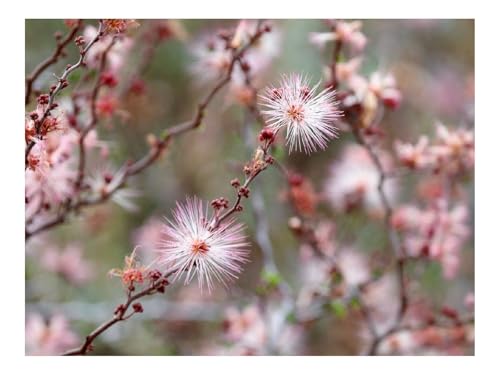 1000 Teile Erwachsenenpuzzle ab 14 Jahren-Calliandra,Blumen,Zweig 70x50cm von THISIT