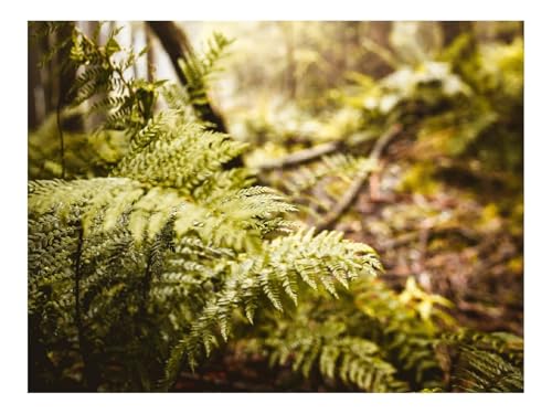 1000 Teile Erwachsenenpuzzle ab 14 Jahren-Farn,Blätter,Bäume,Wälder 70x50cm 1000 Teile Erwachsenenpuzzle ab 14 Jahren-Farn,Blätter,Bäume,Wälder 70x50cm von THISIT