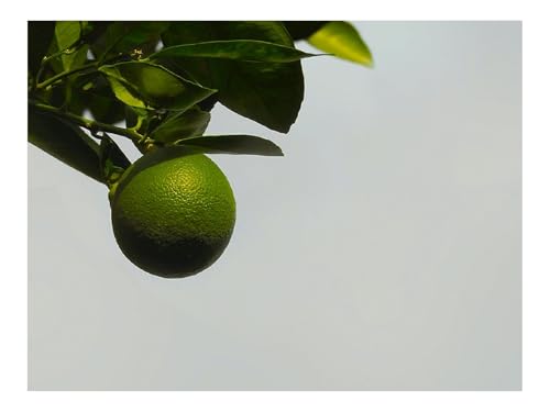 1000 Teile Erwachsenenpuzzle ab 14 Jahren-Zitrusfrüchte,Obst,Baum 70x50cm 1000 Teile Erwachsenenpuzzle ab 14 Jahren-Zitrusfrüchte,Obst,Baum 70x50cm von THISIT