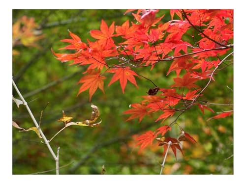 1000 Teile Erwachsenenpuzzle ab 14 Jahren-Zweige,Blätter,Herbst 70x50cm 1000 Teile Erwachsenenpuzzle ab 14 Jahren-Zweige,Blätter,Herbst 70x50cm von THISIT