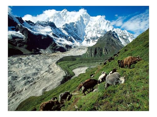 1000 Teile Farbenfrohes Puzzle Damen,Herren-Kühe,Berge,Weide,Hang,Gras 70x50cm 1000 Teile Farbenfrohes Puzzle Damen,Herren-Kühe,Berge,Weide,Hang,Gras 70x50cm von THISIT