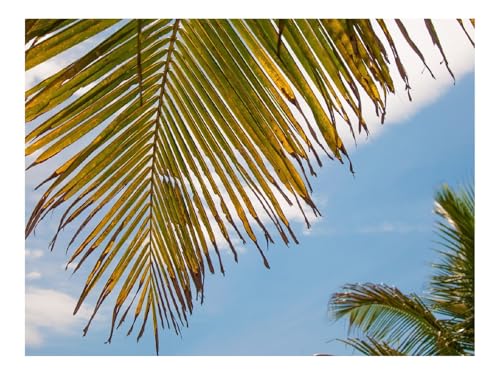 1000 Teile Farbenfrohes Puzzle Damen,Herren-Palme,Blätter,Himmel,Tropen 70x50cm von THISIT