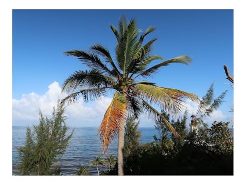 1000 Teile Klassisches Puzzle für Erwachsene Und Kinder-Palme,Baum,Meer,Sommer 70x50cm von THISIT