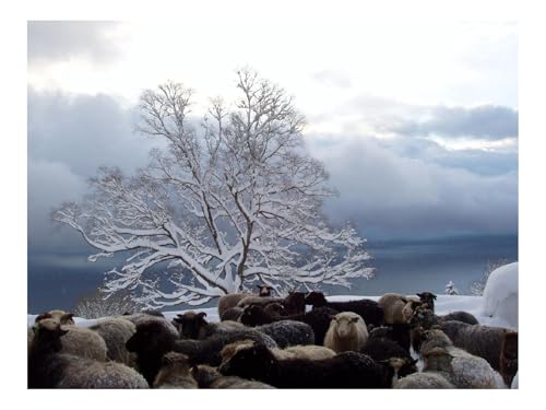 1000 Teile Puzzle EIN Herausforderndes RäTsel-Baum,Schaf,Herde 70x50cm 1000 Teile Puzzle EIN Herausforderndes RäTsel-Baum,Schaf,Herde 70x50cm von THISIT
