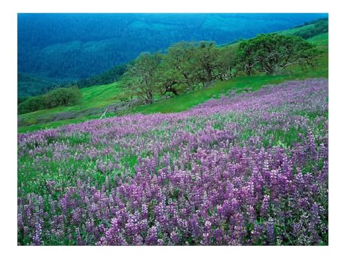 1000 Teile Puzzle EIN Herausforderndes RäTsel-Blumen,Berge,Hang,Gras,Grün 70x50cm 1000 Teile Puzzle EIN Herausforderndes RäTsel-Blumen,Berge,Hang,Gras,Grün 70x50cm von THISIT