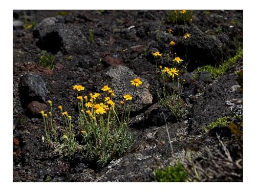 1000 Teile Puzzle Erwachsene-Berg,Blumen,Steine,Landschaft 70x50cm von THISIT