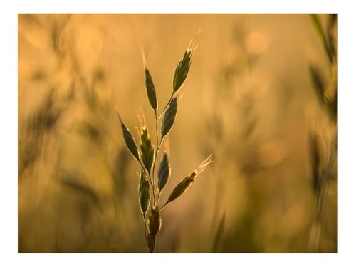 1000 Teile Puzzle Erwachsene-Ohr,Pflanze,Gras,Makro 70x50cm von THISIT
