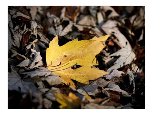 1000 Teile Puzzle für Erwachsene Und Kinder ab 14 Jahren-Blatt,Herbst,Ahorn,Leuchtend,Gelb 70x50cm von THISIT