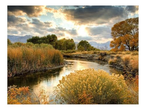 1000 Teile Puzzle für Erwachsene Und Kinder ab 14 Jahren-Büsche,Fluss,Sonne 70x50cm von THISIT